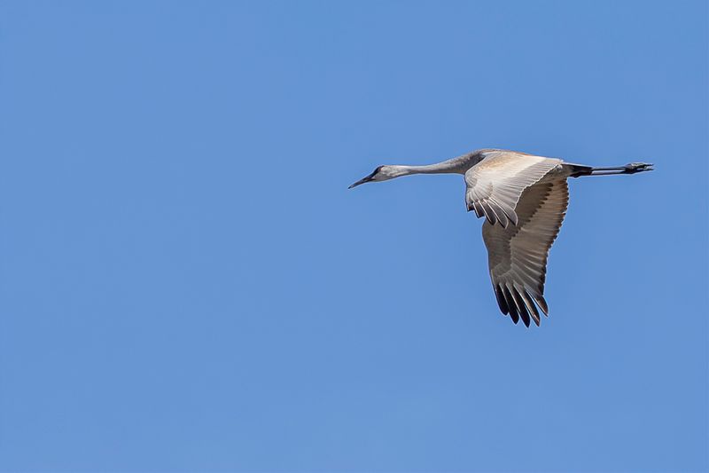 Sandhill Crane