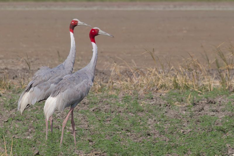 Sarus Crane