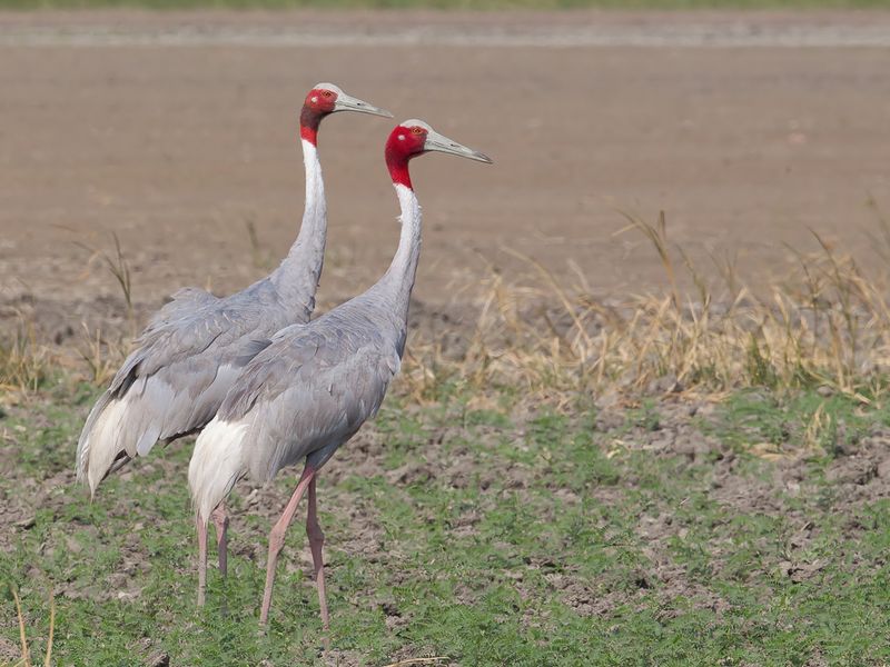 Sarus Crane