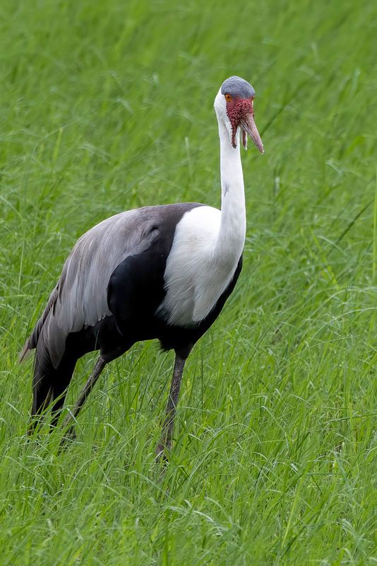 Wattled  Crane