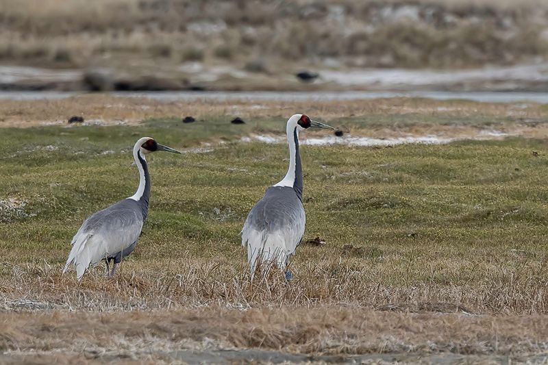 White-naped Crane