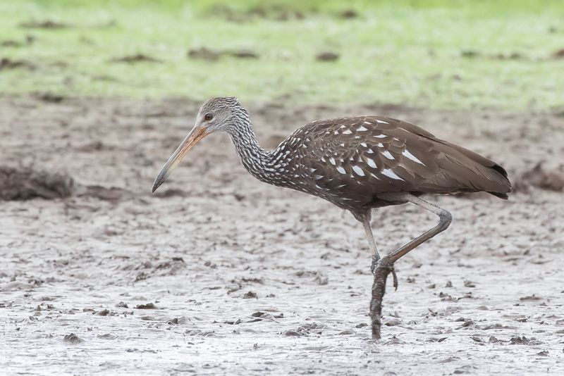 Limpkin