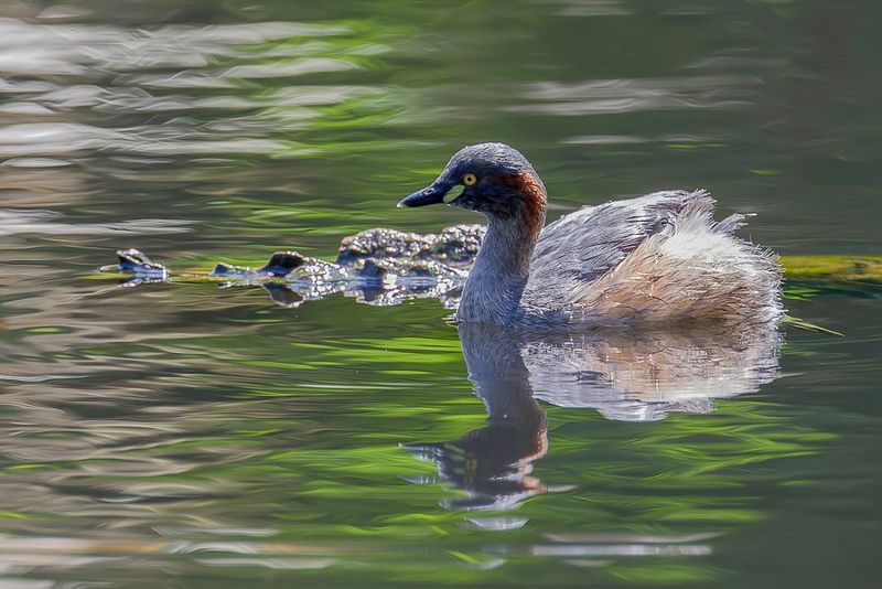 Australasian Grebe