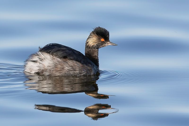 Black-necked Grebe