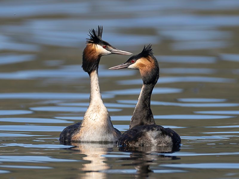 Great Crested Grebe