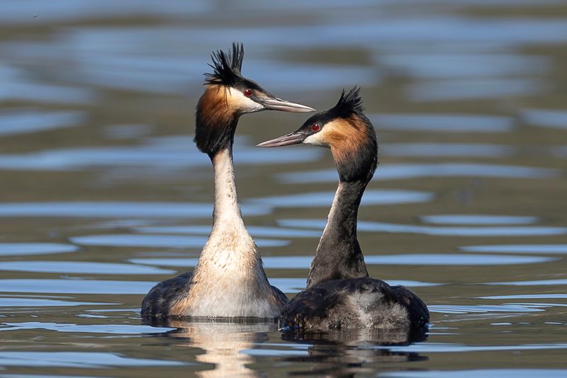Great Crested Grebe