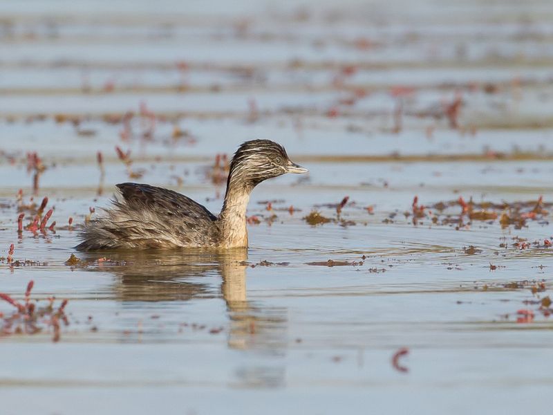 Hoary-headed Grebe