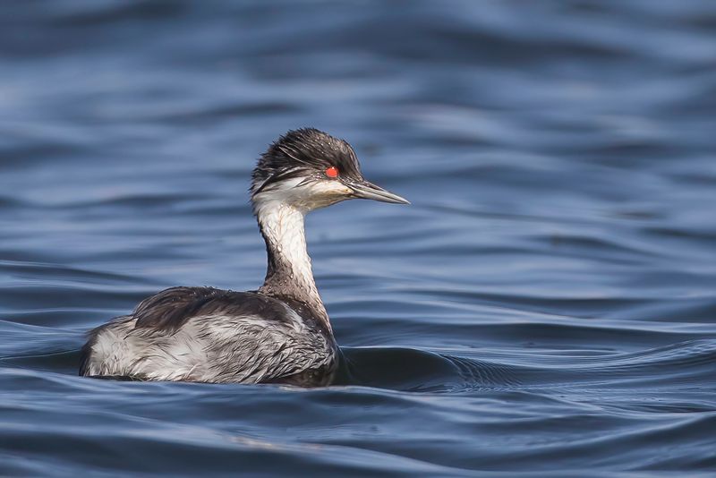 Junin Grebe