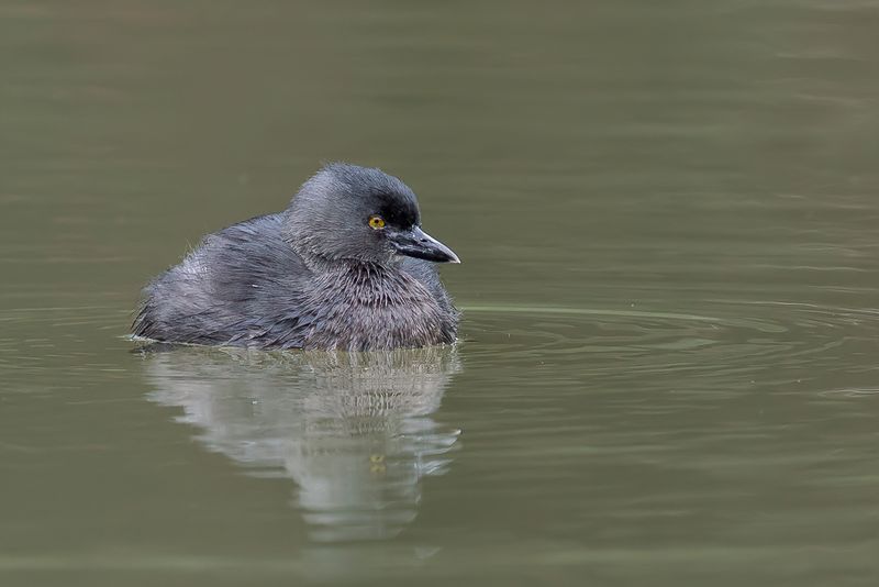 Least Grebe