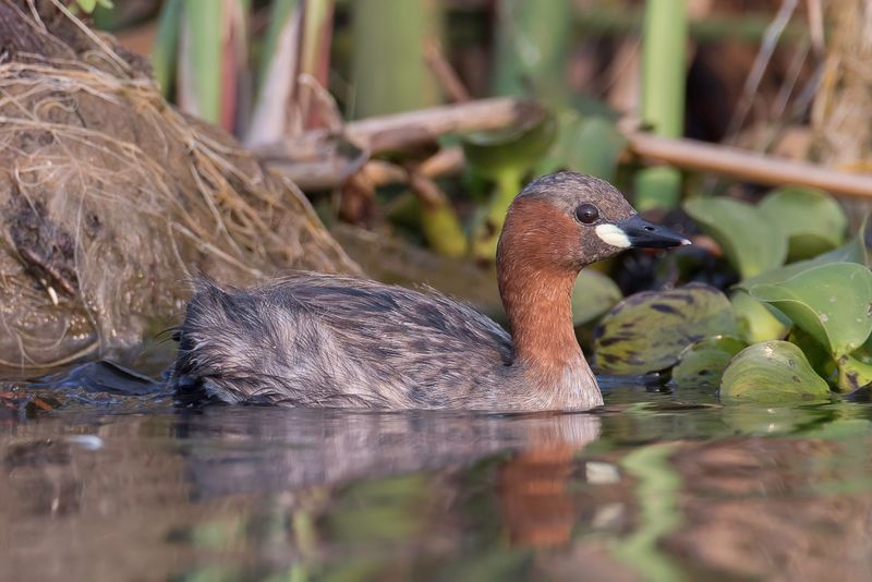 Little Grebe
