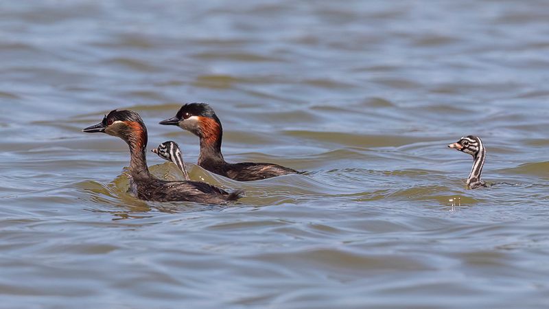 Madagascar Grebe
