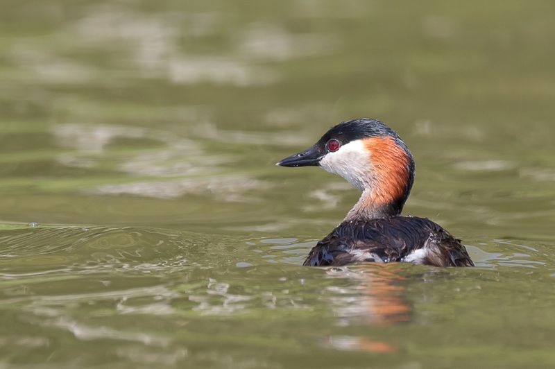 Madagascar Grebe