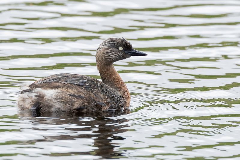 New Zealand Grebe