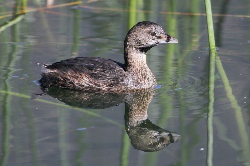 Pied-billed Grebe