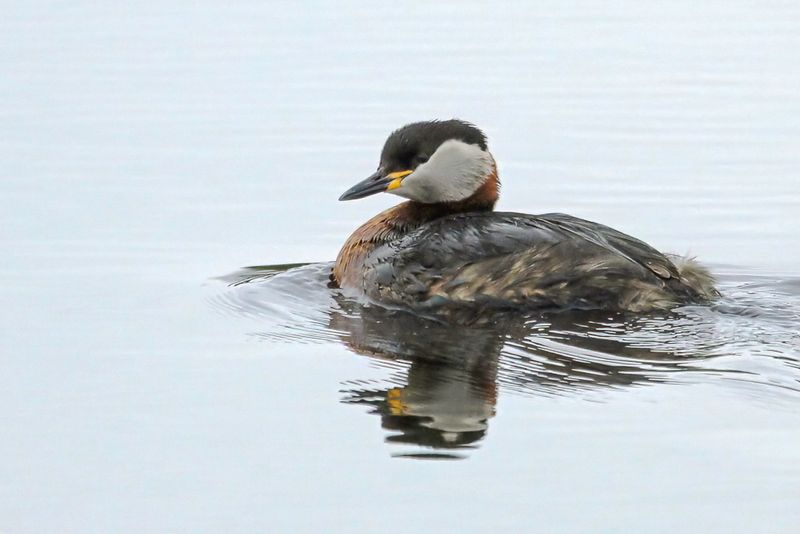 Red-necked Grebe