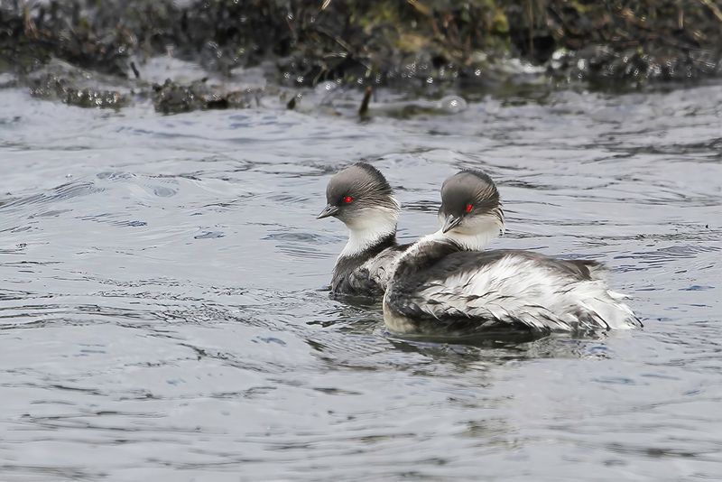 Silvery Grebe