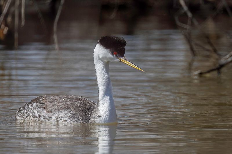 Western Grebe