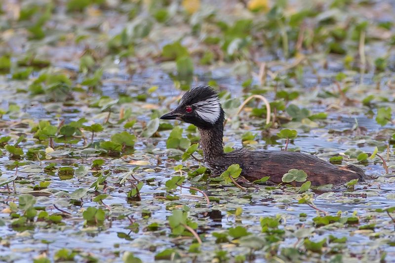 White-tufted Grebe