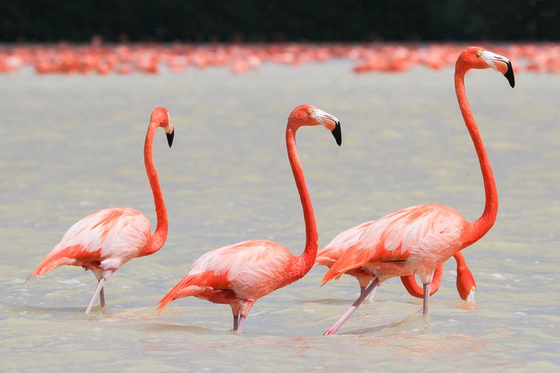 American Flamingo