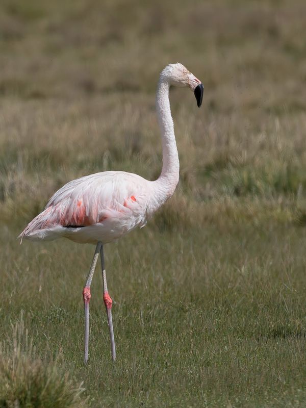 Chilean Flamingo