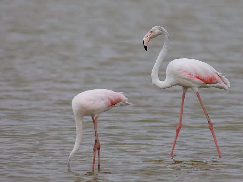 Greater Flamingo