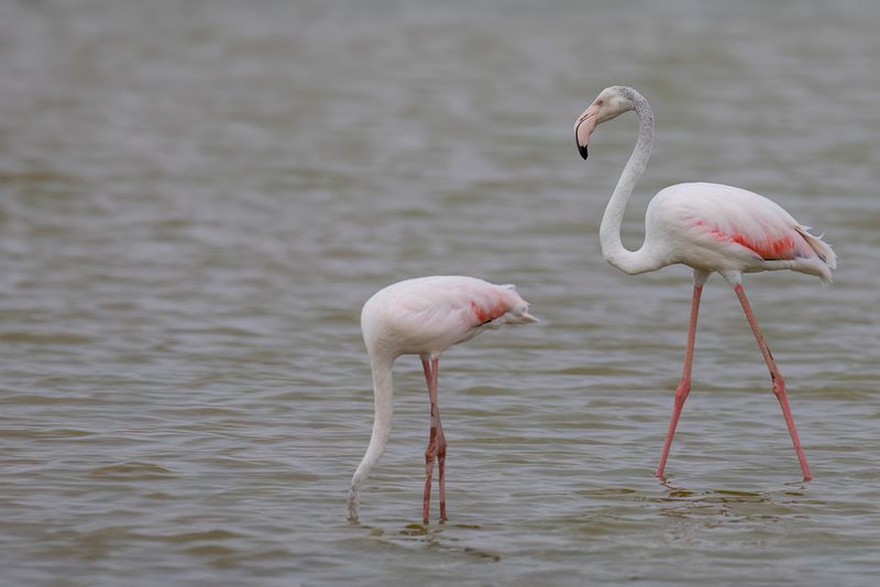 Greater Flamingo