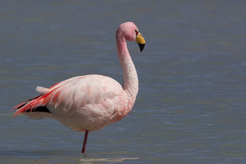 James's Flamingo