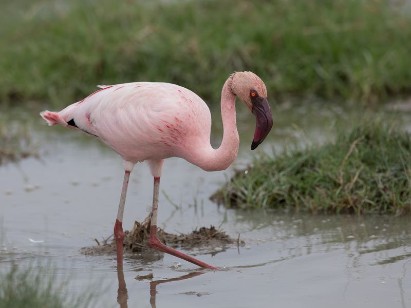 Lesser Flamingo