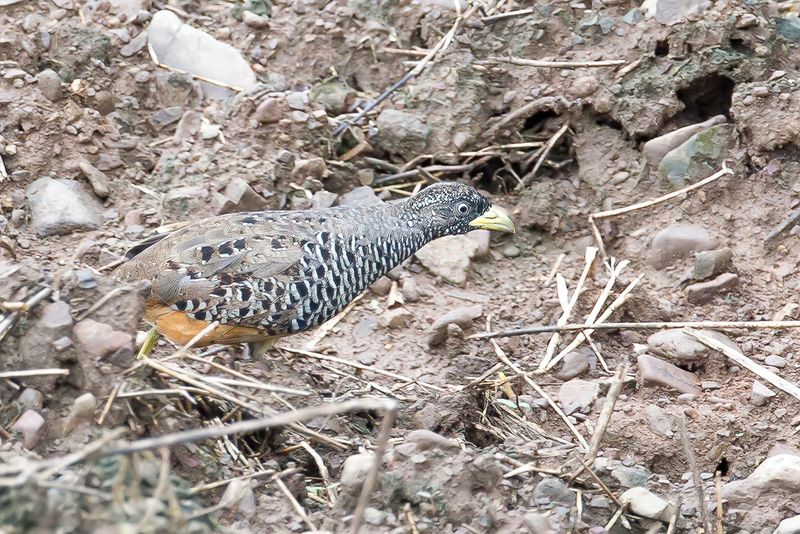 Barred Buttonquail