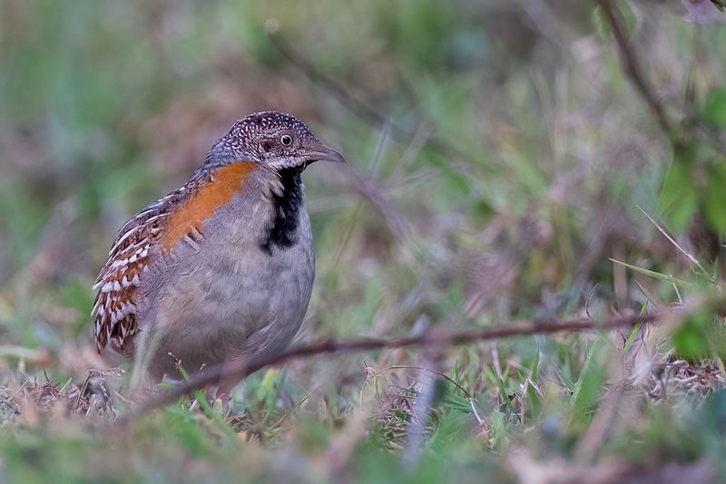 Madagascar Buttonquail (f)