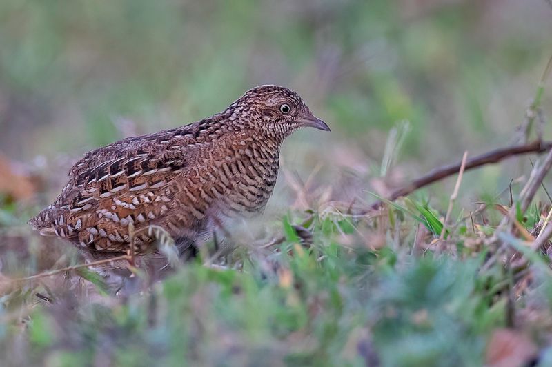 Madagascar Buttonquail (m)