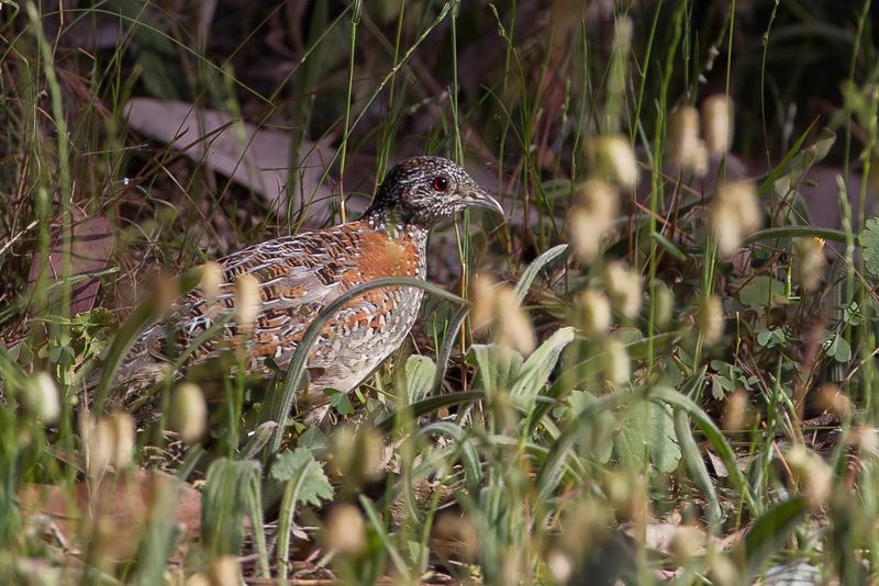 Painted Buttonquail