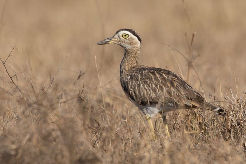 Double-striped Thick-knee