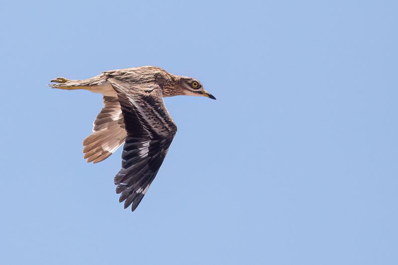 Eurasian Stone-curlew