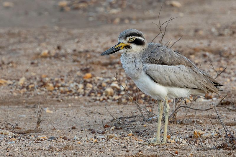 Great Stone-curlew