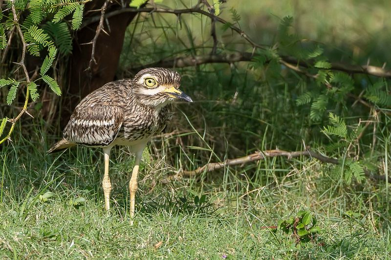 Indian Stone-curlew