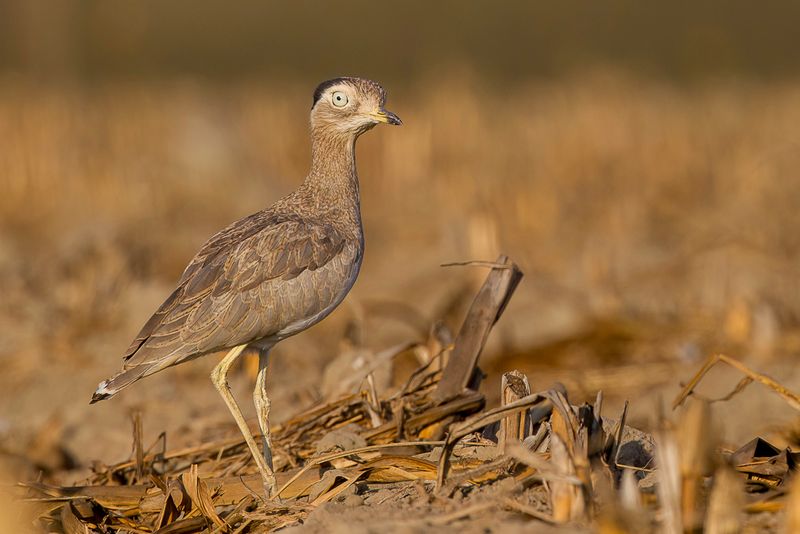 Peruvian Thick-knee