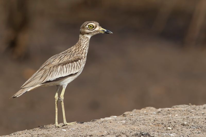 Senegal Thick-knee