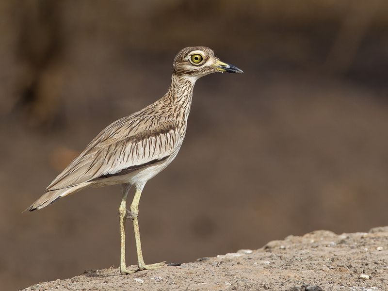 Senegal Thick-knee