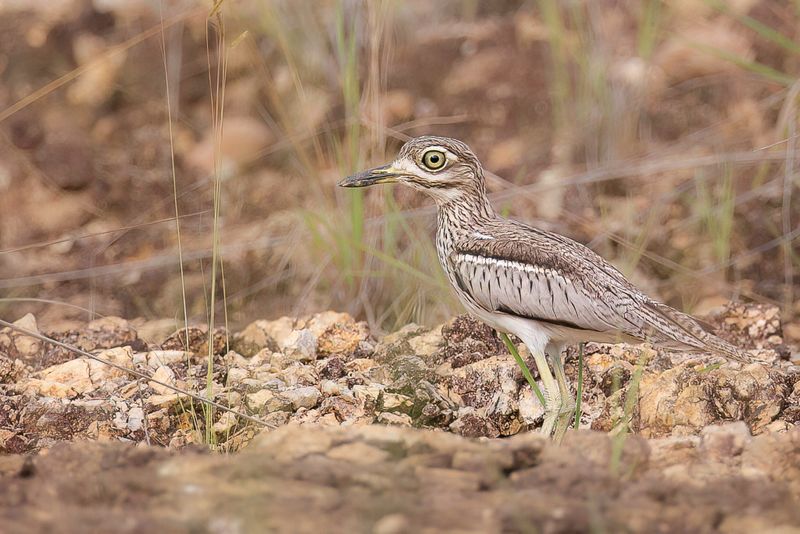 Water Thick-knee