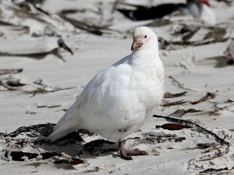 Snowy sheathbill