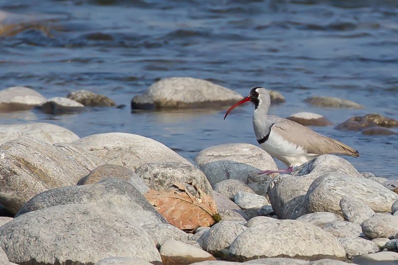 Ibisbill