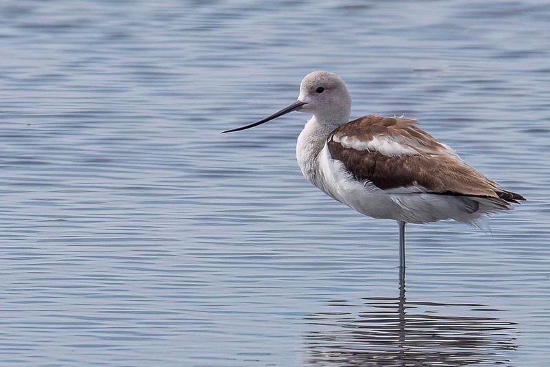 American Avocet