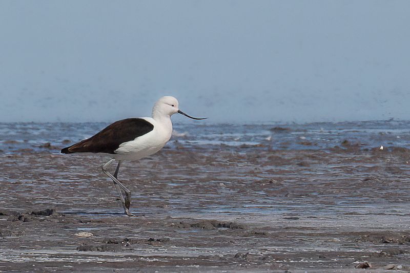 Andean Avocet