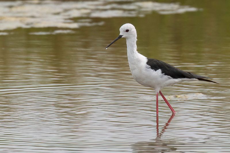 Black-winged Stilt