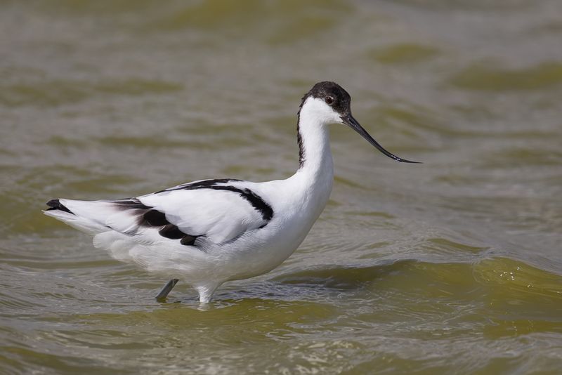Pied Avocet
