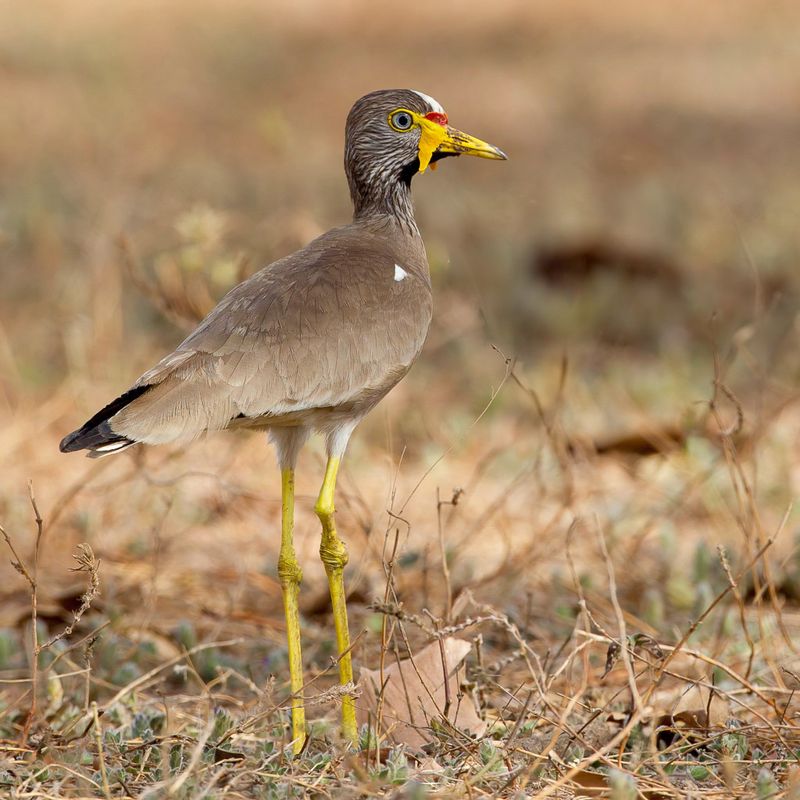 African Wattled Lapwing