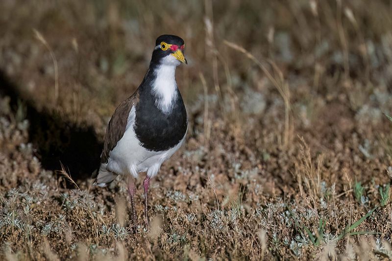 Banded Lapwing
