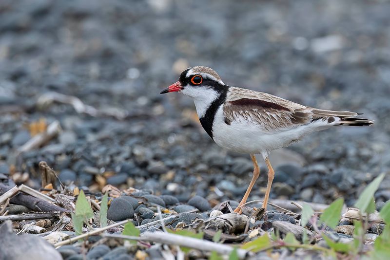 Black-fronted Dotterel