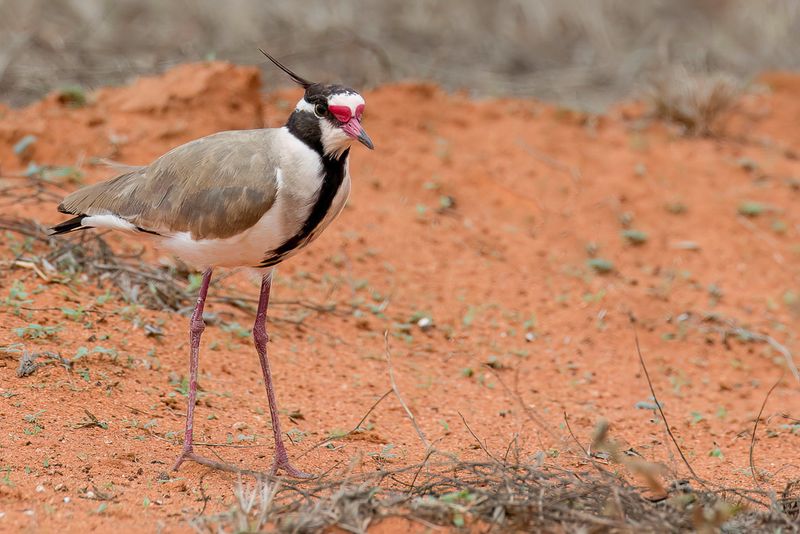 Black-headed Lapwing